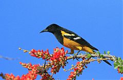 Scott's Oriole